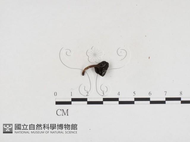 小皮傘屬藏品圖，第3張