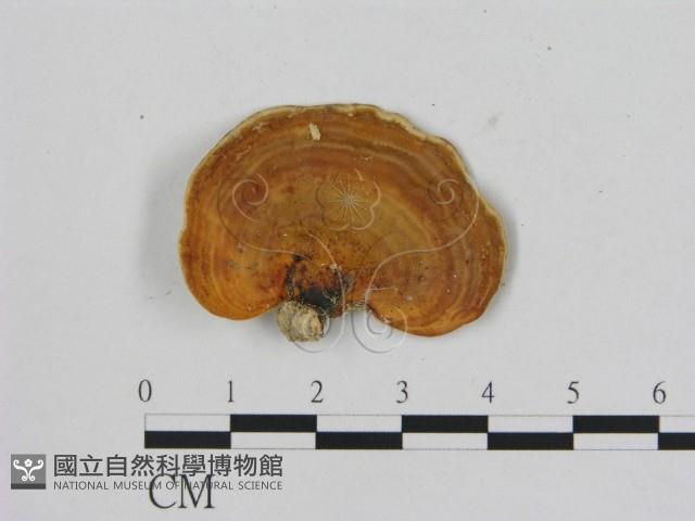 相鄰小孔菌藏品圖，第3張
