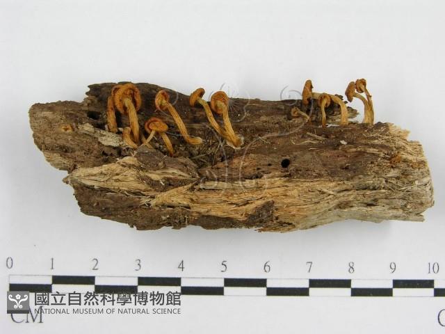 登錄號:F0012366藏品圖，第3張