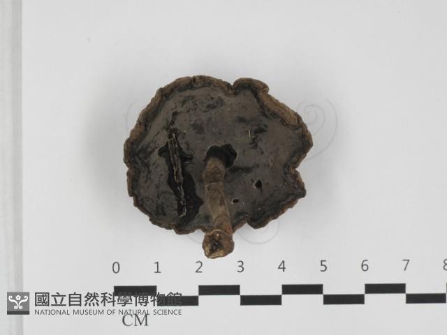 登錄號:F0032366藏品圖，第3張