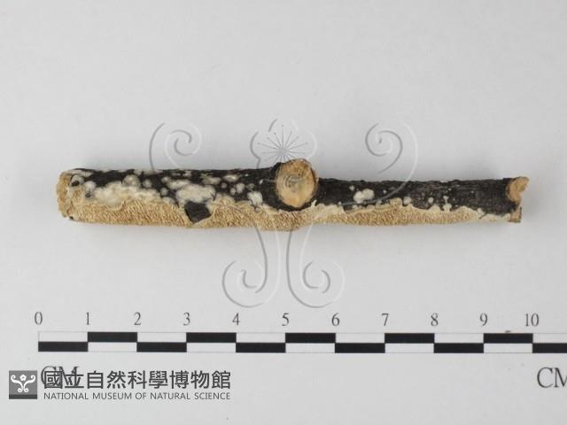 耙菌屬藏品圖，第3張