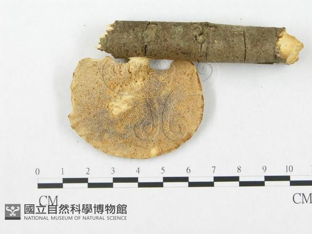 登錄號:F0005366藏品圖，第3張