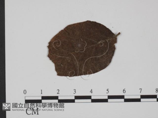 登錄號:F0019366藏品圖，第3張