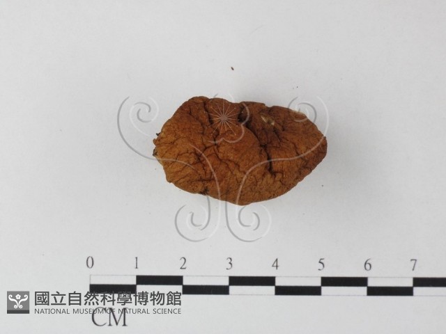 登錄號:F0023366藏品圖，第3張
