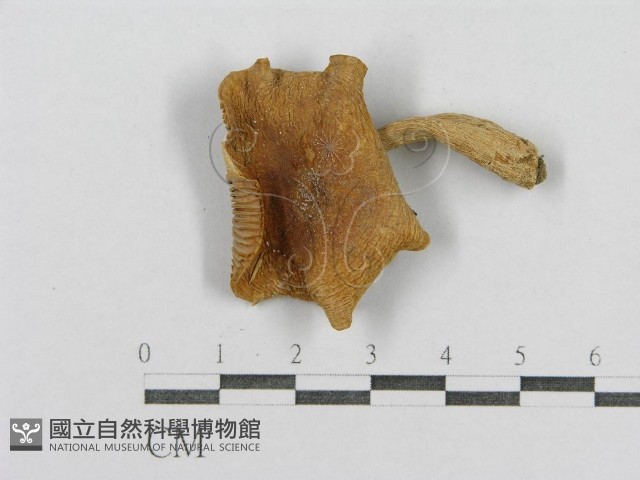 登錄號:F0003366藏品圖，第3張