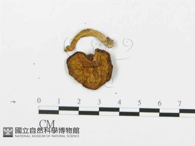 登錄號:F0013366藏品圖，第3張