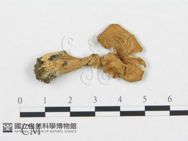 館號:F0020226藏品圖，第1張
