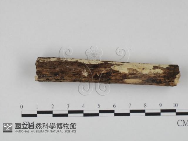 冇骨消絲齒菌藏品圖，第3張