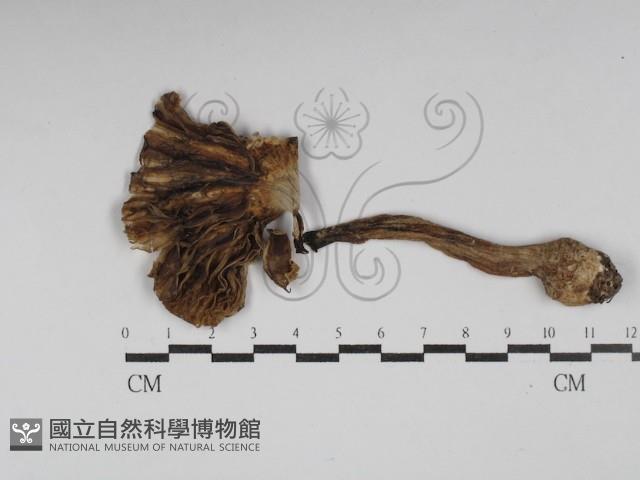 登錄號:F0030226藏品圖，第3張