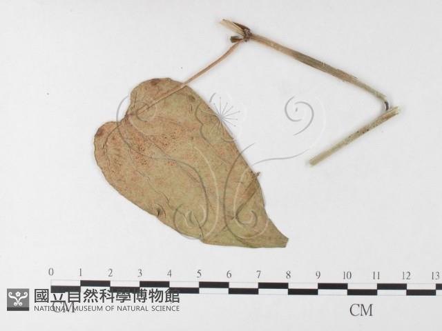 登錄號:F0026226藏品圖，第1張