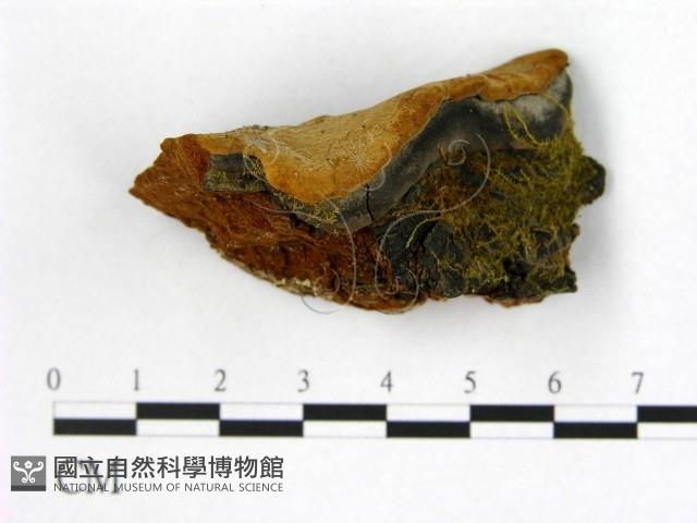 登錄號:F0006226藏品圖，第3張