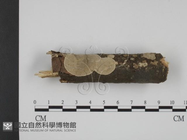 登錄號:F0001226藏品圖，第3張