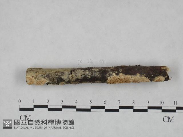 登錄號:F0004226藏品圖，第3張