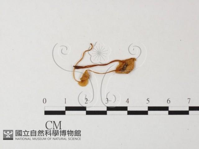 小菇屬藏品圖，第3張