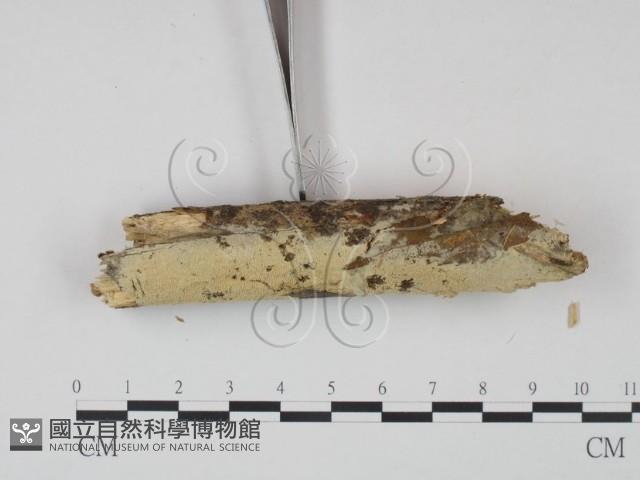 登錄號:F0022226藏品圖，第3張