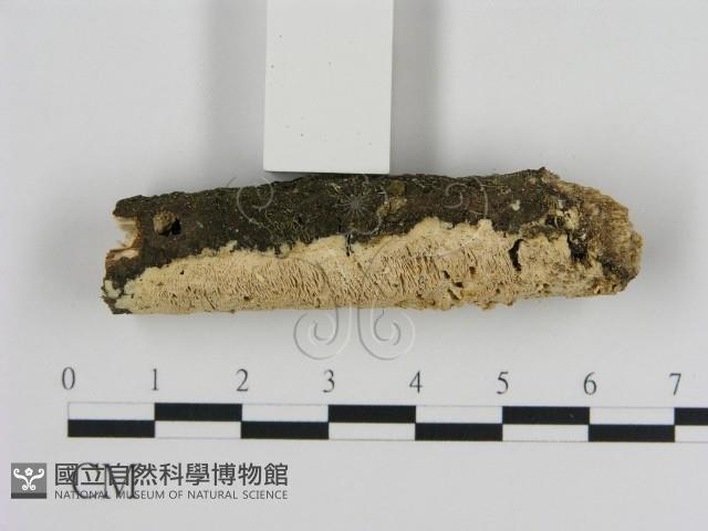 登錄號:F0012226藏品圖，第3張