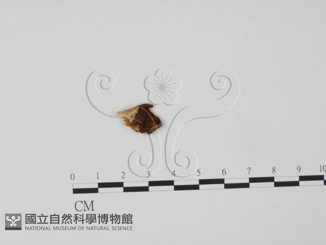 登錄號:F0007226藏品圖，第3張