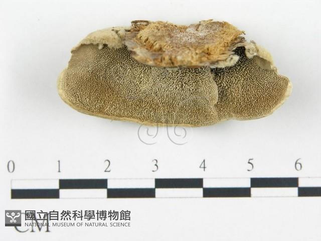 登錄號:F0017226藏品圖，第1張