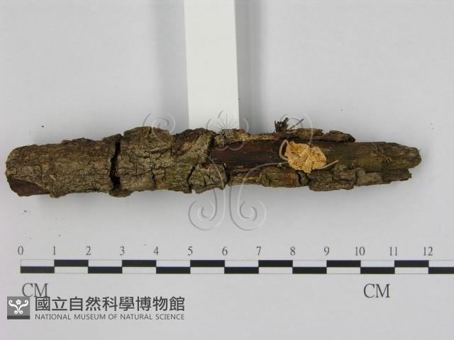小菇屬藏品圖，第3張