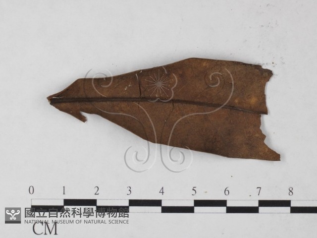 登錄號:F0023226藏品圖，第3張