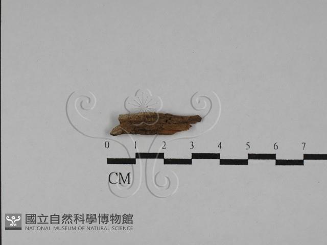 登錄號:F0028826藏品圖，第1張