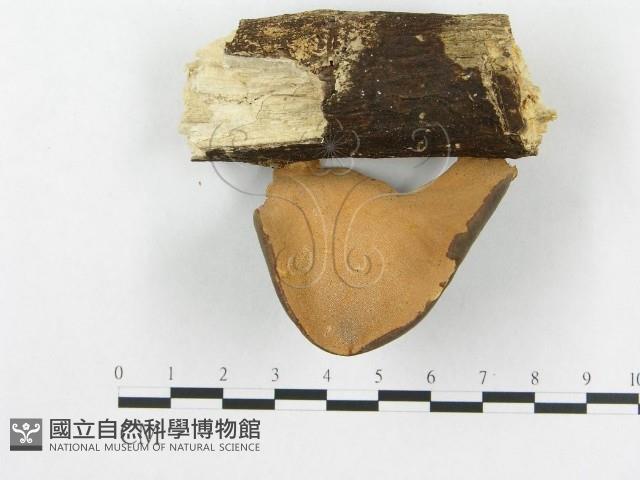 多孔菌屬藏品圖，第3張