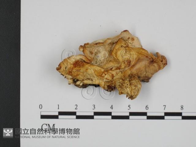 登錄號:F0018826藏品圖，第3張