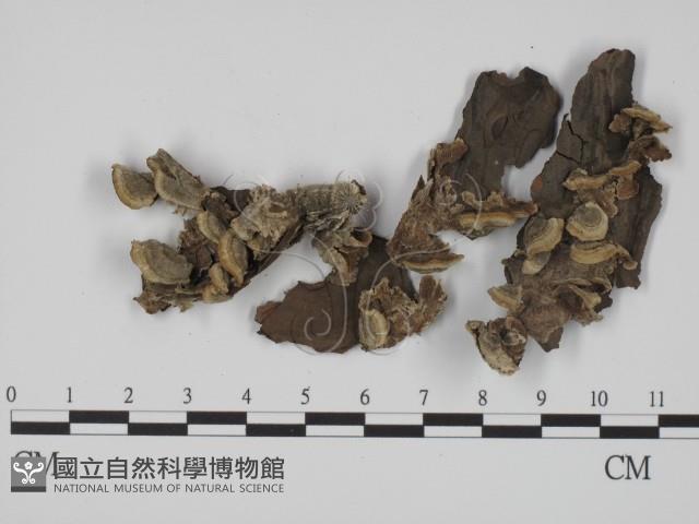 登錄號:F0020826藏品圖，第3張