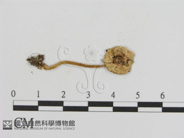 登錄號:F0010826藏品圖，第3張