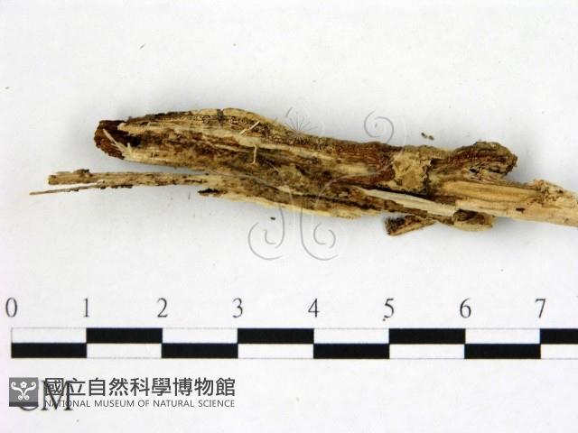 登錄號:F0021826藏品圖，第3張