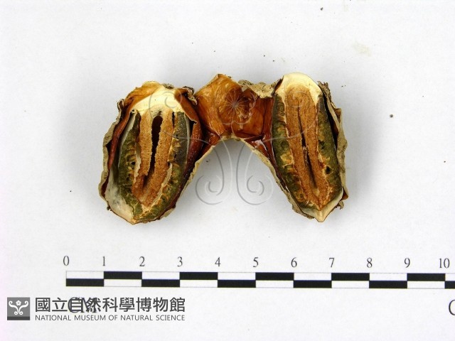 登錄號:F0001826藏品圖，第1張