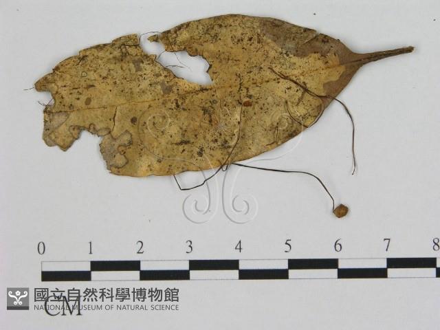 小皮傘屬藏品圖，第3張