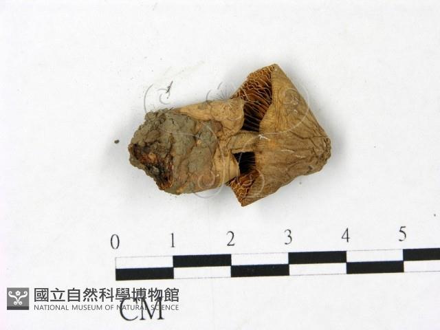 登錄號:F0022826藏品圖，第3張
