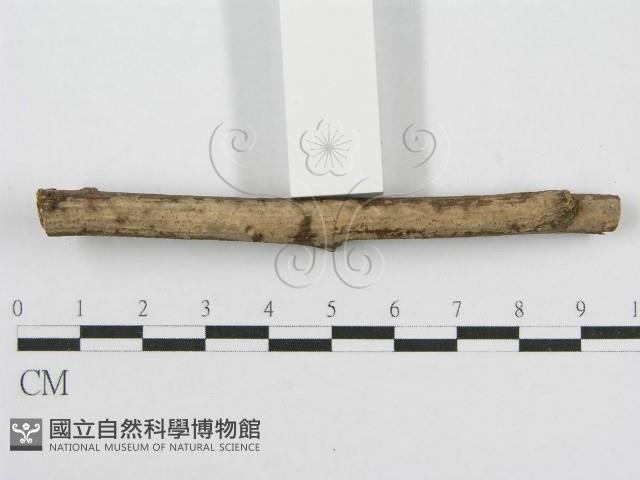 筍殼菌屬藏品圖，第3張