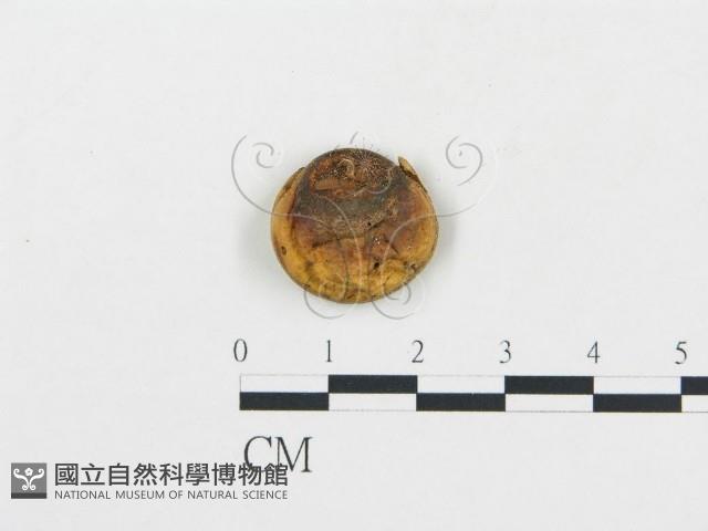 登錄號:F0007826藏品圖，第3張