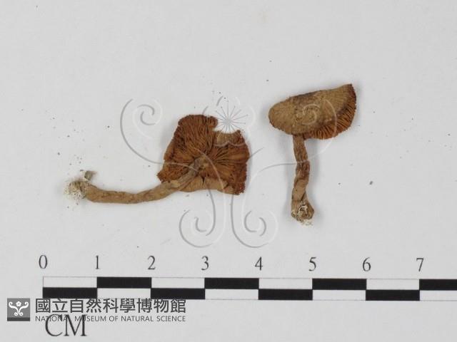 登錄號:F0025826藏品圖，第3張