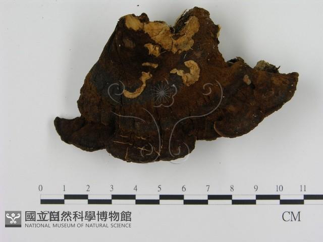 登錄號:F0005826藏品圖，第3張