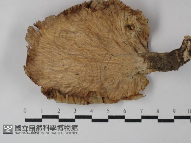 優雅波邊革菌藏品圖，第3張