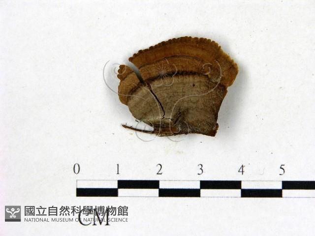 登錄號:F0019826藏品圖，第3張