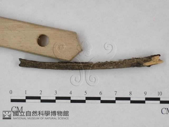 冇骨消絲齒菌藏品圖，第3張