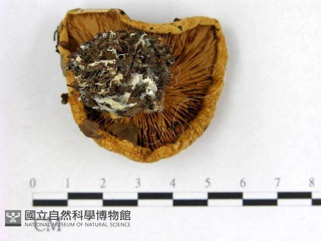 登錄號:F0003826藏品圖，第3張