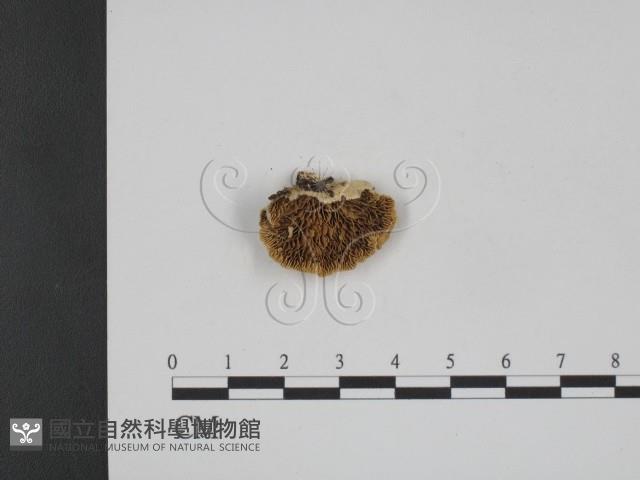 登錄號:F0013826藏品圖，第3張