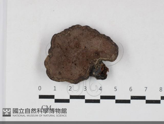 靈芝屬藏品圖，第3張