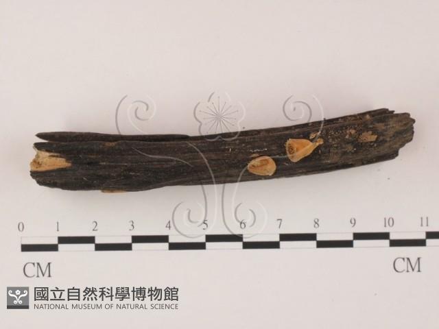 登錄號:F0008926藏品圖，第3張