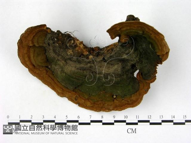 登錄號:F0016926藏品圖，第3張