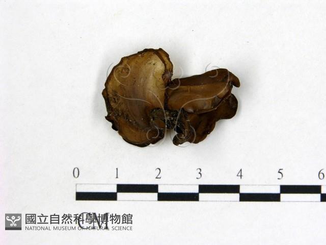 登錄號:F0021926藏品圖，第3張