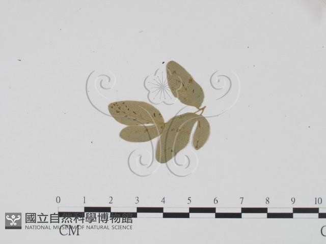 登錄號:F0011926藏品圖，第3張
