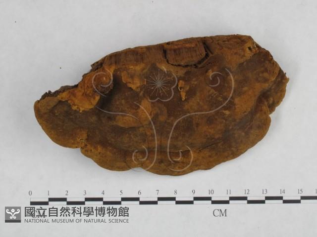 桑黃藏品圖，第3張