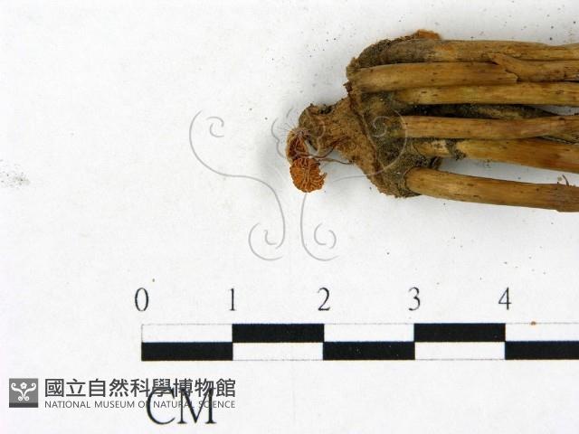 小皮傘屬藏品圖，第3張
