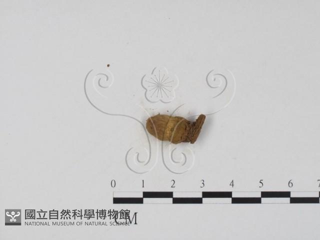 登錄號:F0002926藏品圖，第3張